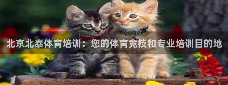 耀世集团视频：北京北泰体育培训：您的体育竞技和专业培训目的地